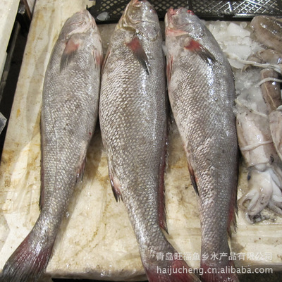 青島旺福魚鄉(xiāng) 廠家直銷批發(fā)，海產鰲魚品質卓越