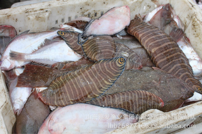 每日鮮貨，海捕直達 探秘山東鑫發(fā)漁業(yè)集團的近海時令經濟魚